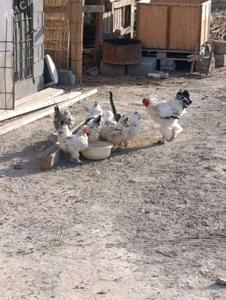 Балгар Хораз ве товуклар. - Кипджак - img 3