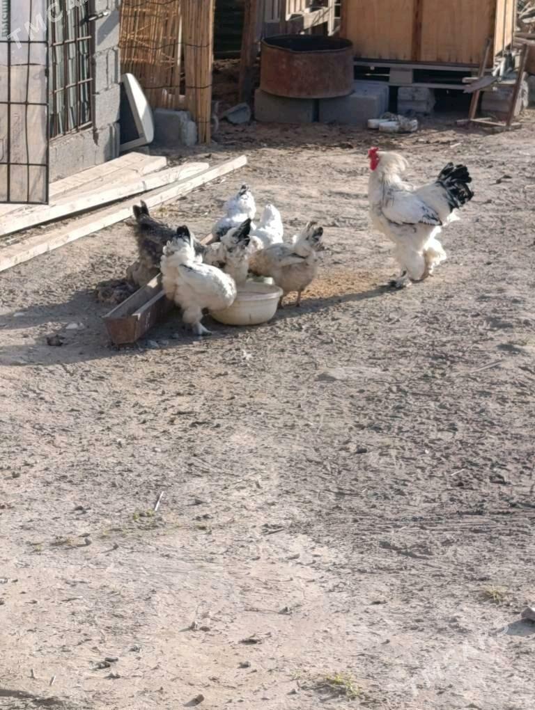 Балгар Хораз ве товуклар. - Кипджак - img 2