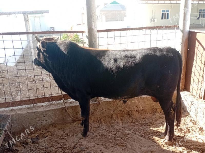 okuz - Эсенгулы - img 3