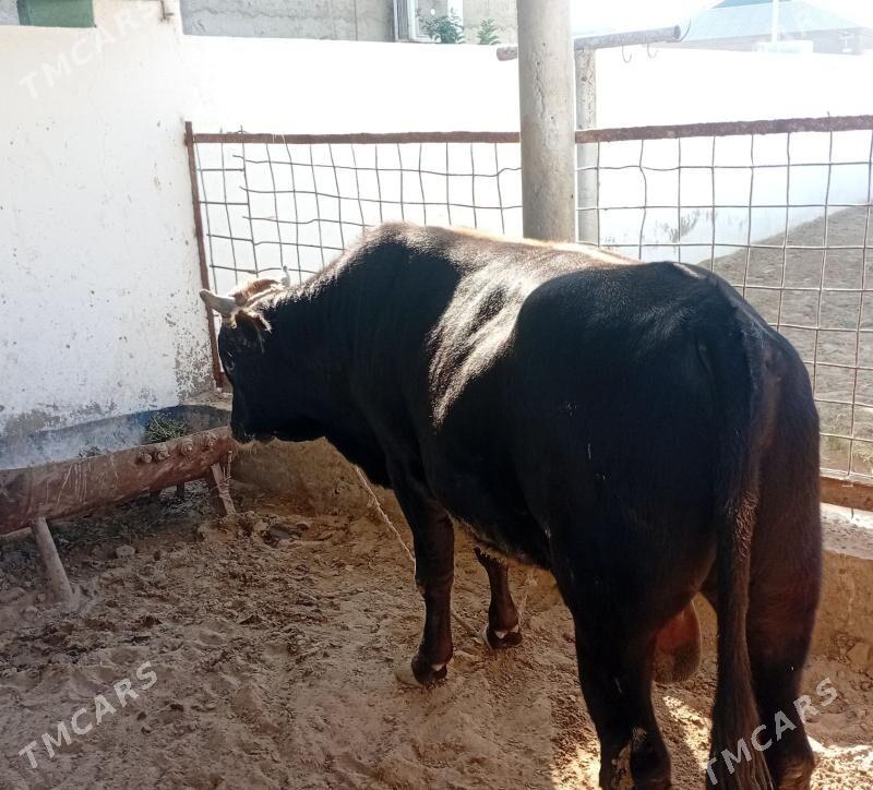 okuz - Эсенгулы - img 2