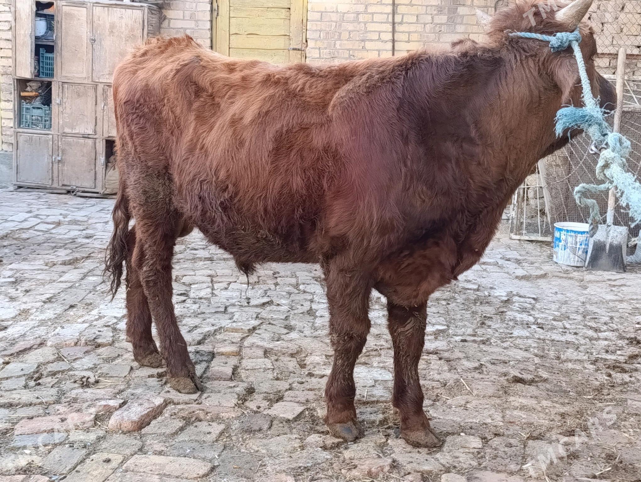 OKUZLER - Туркменабат - img 4