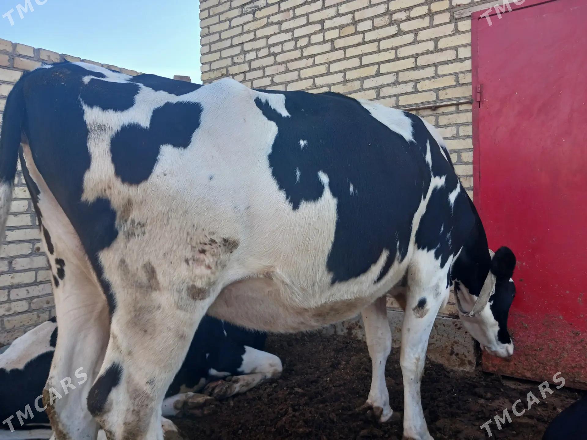 GALEŞTEÝIN BOGAZ SYGYR - Чарджоу - img 1