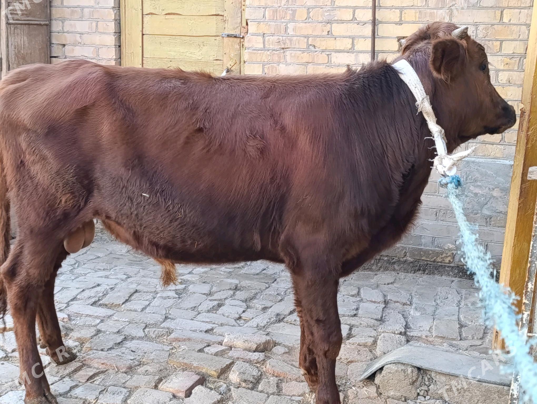 OKUZLER - Туркменабат - img 5