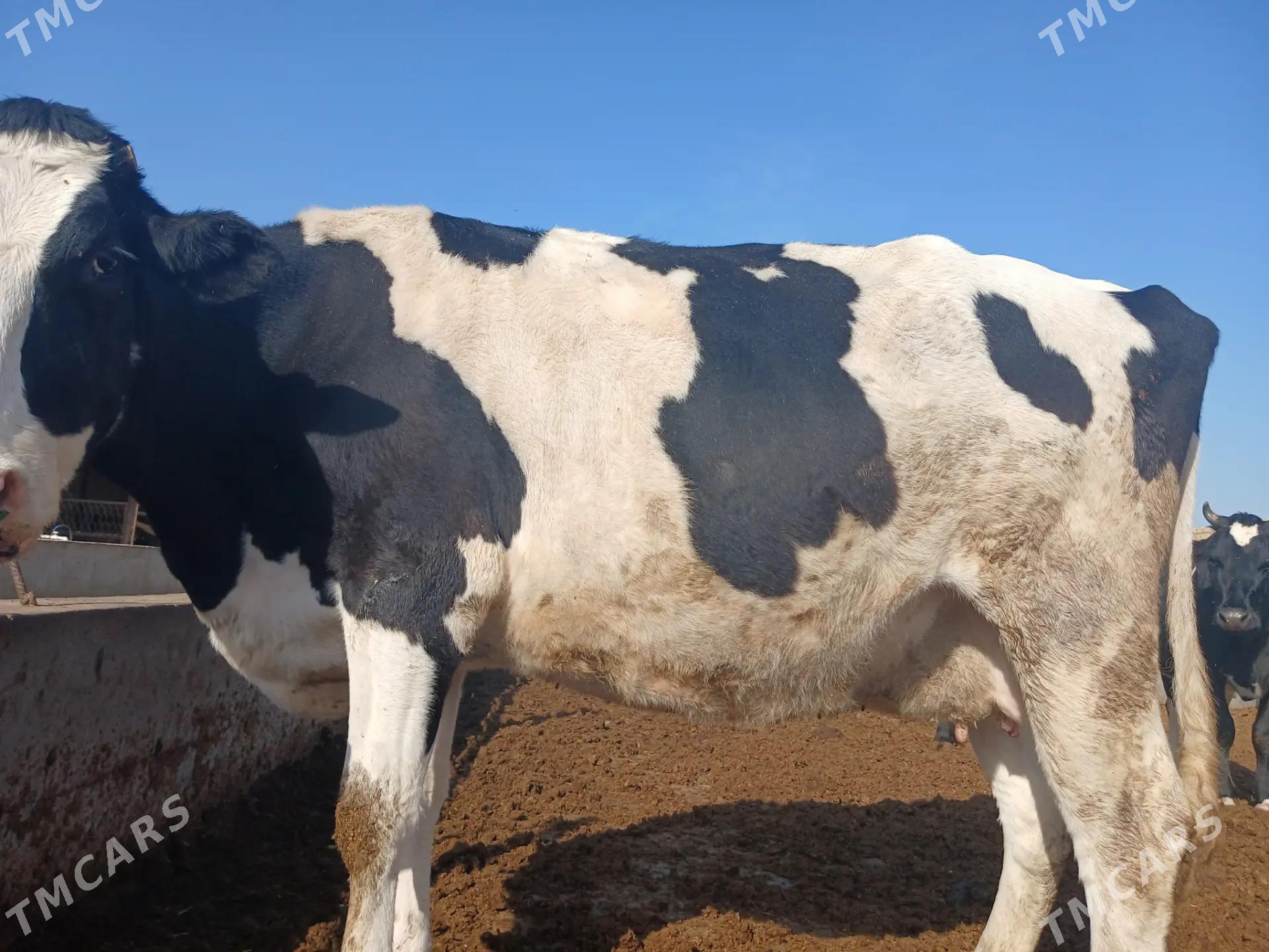 GALEŞTEÝIN  SYGYR - Чарджоу - img 2