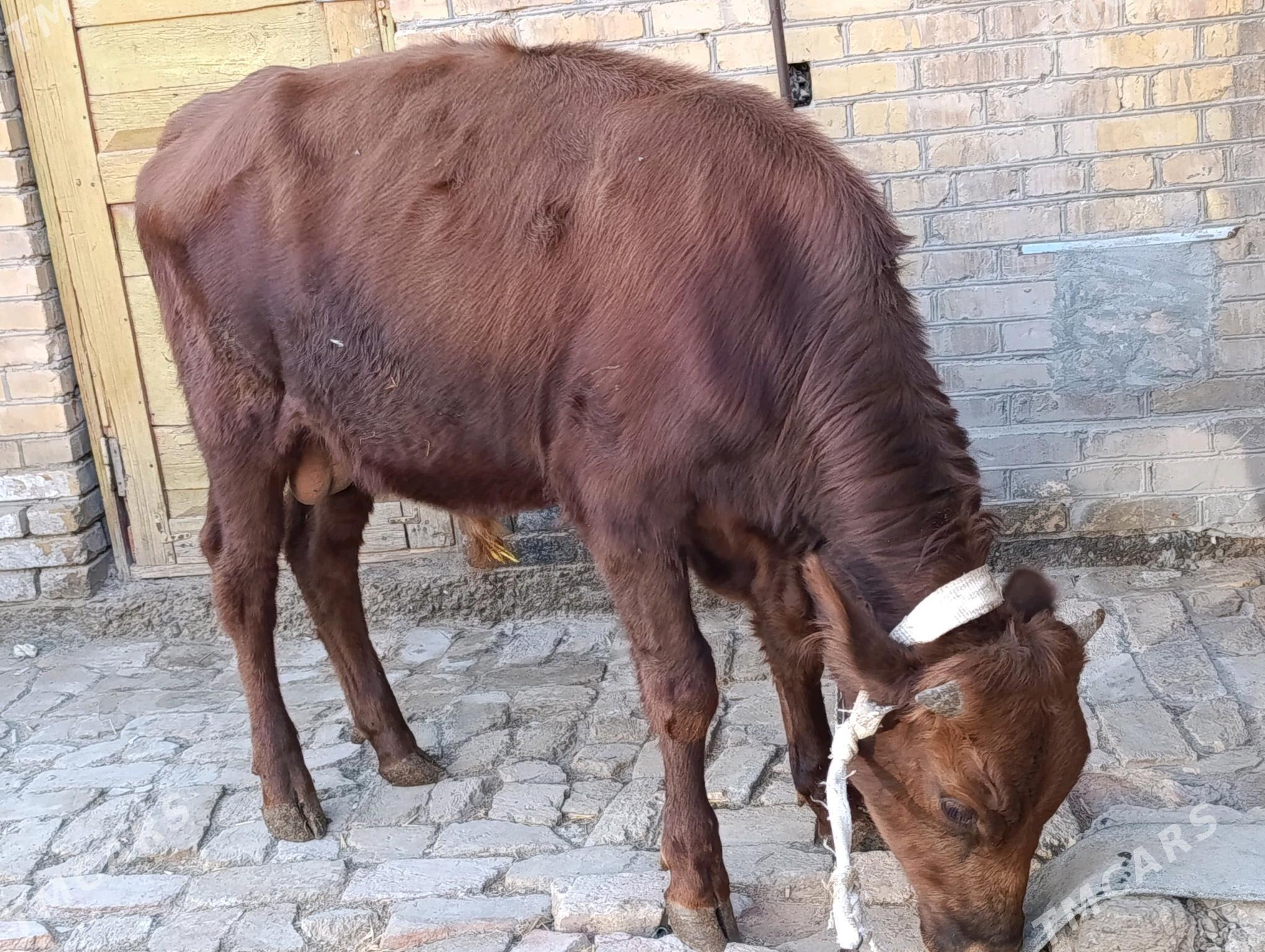 OKUZLER - Туркменабат - img 8