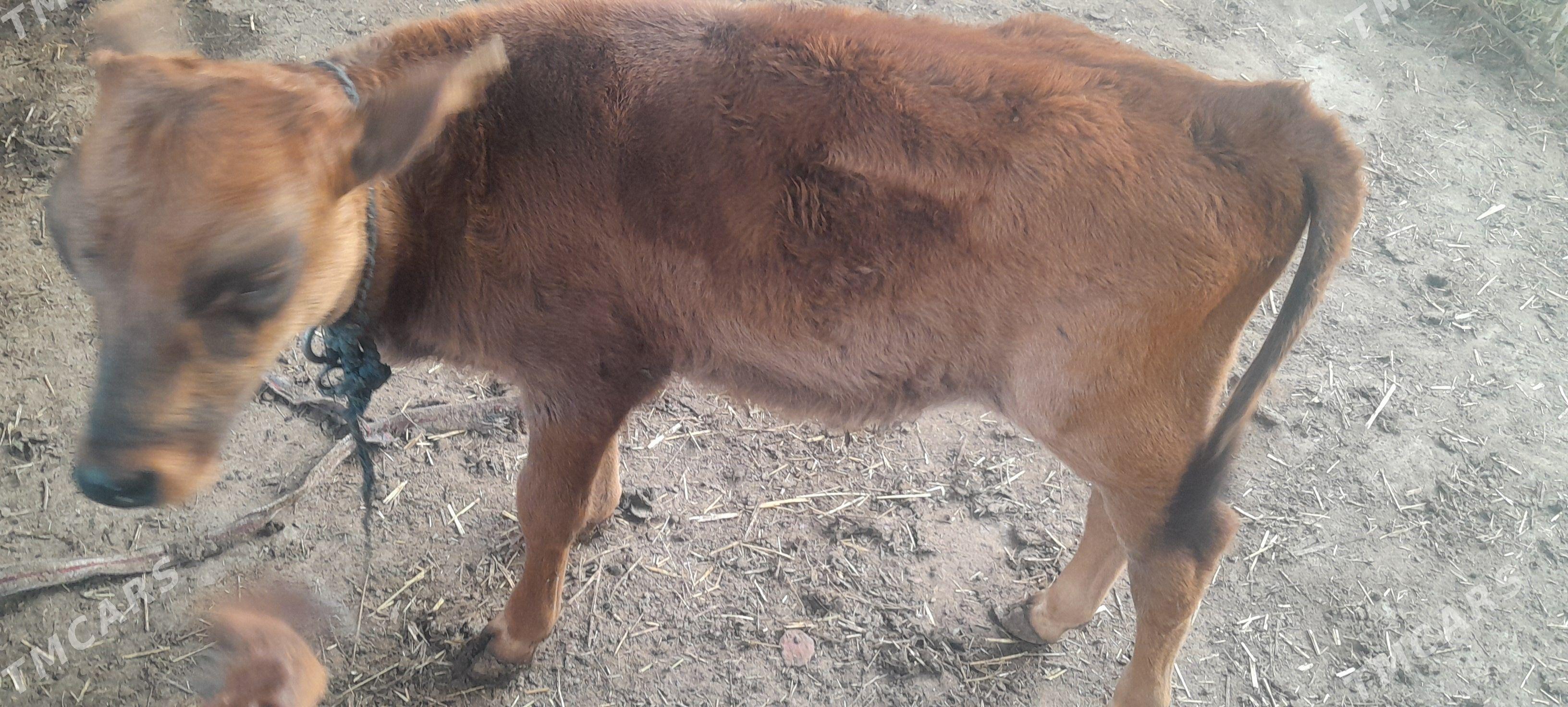 goleli sygyr - Wekilbazar - img 1