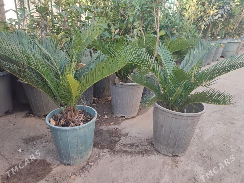 palma цикас саговник - Aşgabat - img 2