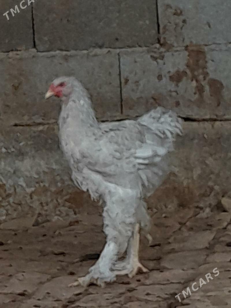 Sikitkada - Ашхабад - img 4