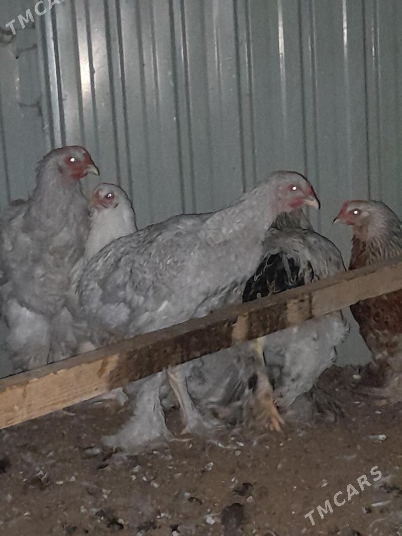 Sikitkada - Ашхабад - img 2