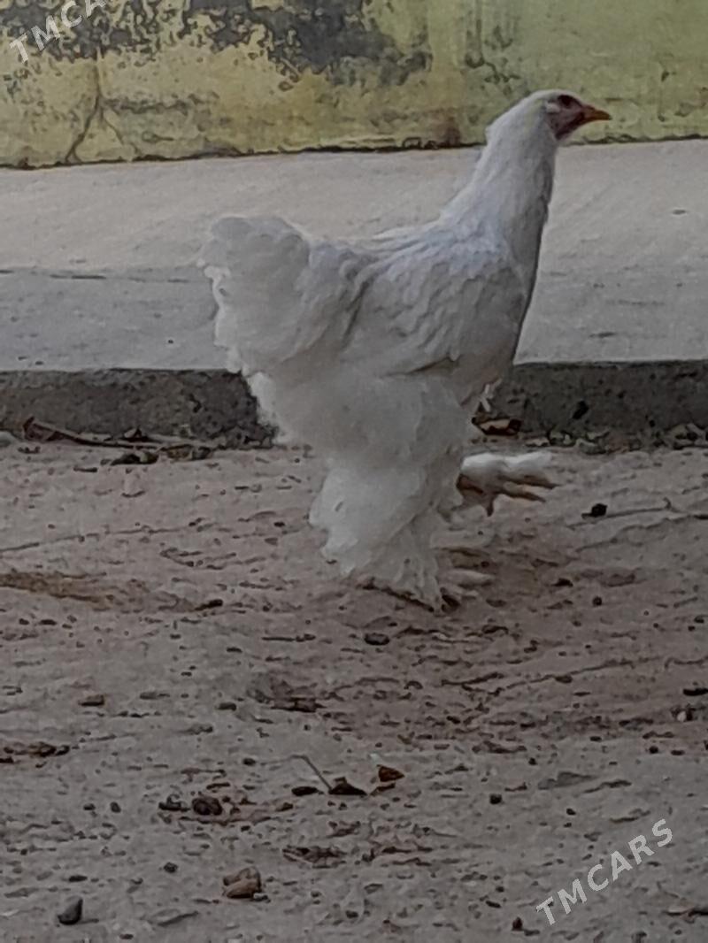 Sikitkada - Ашхабад - img 3