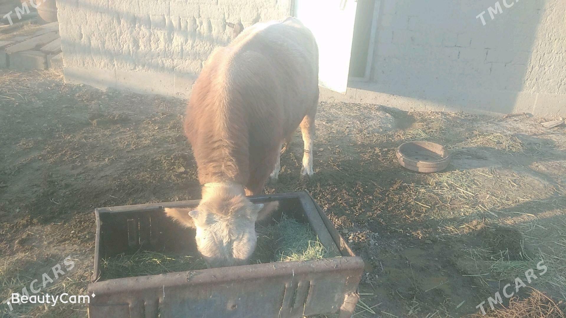 öküz - Bäherden - img 1