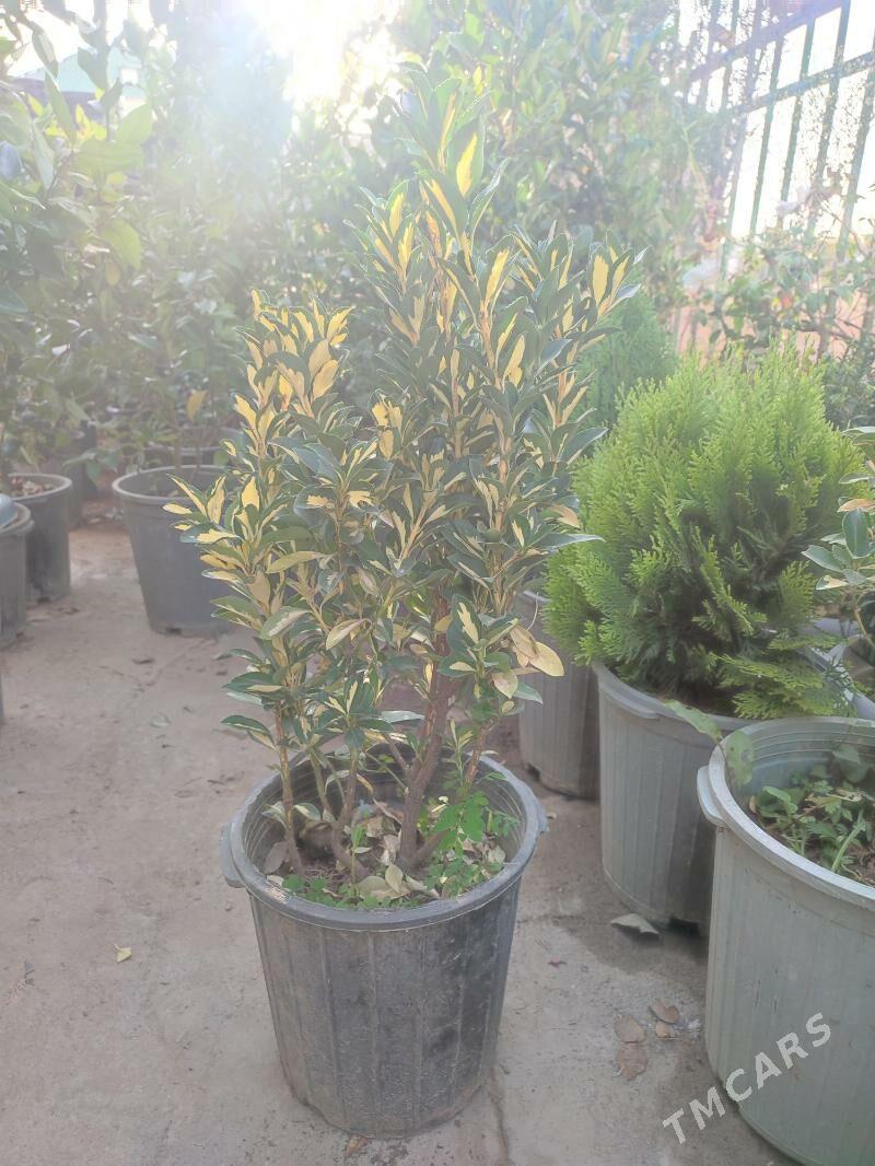 bereskilet forcina - Aşgabat - img 2