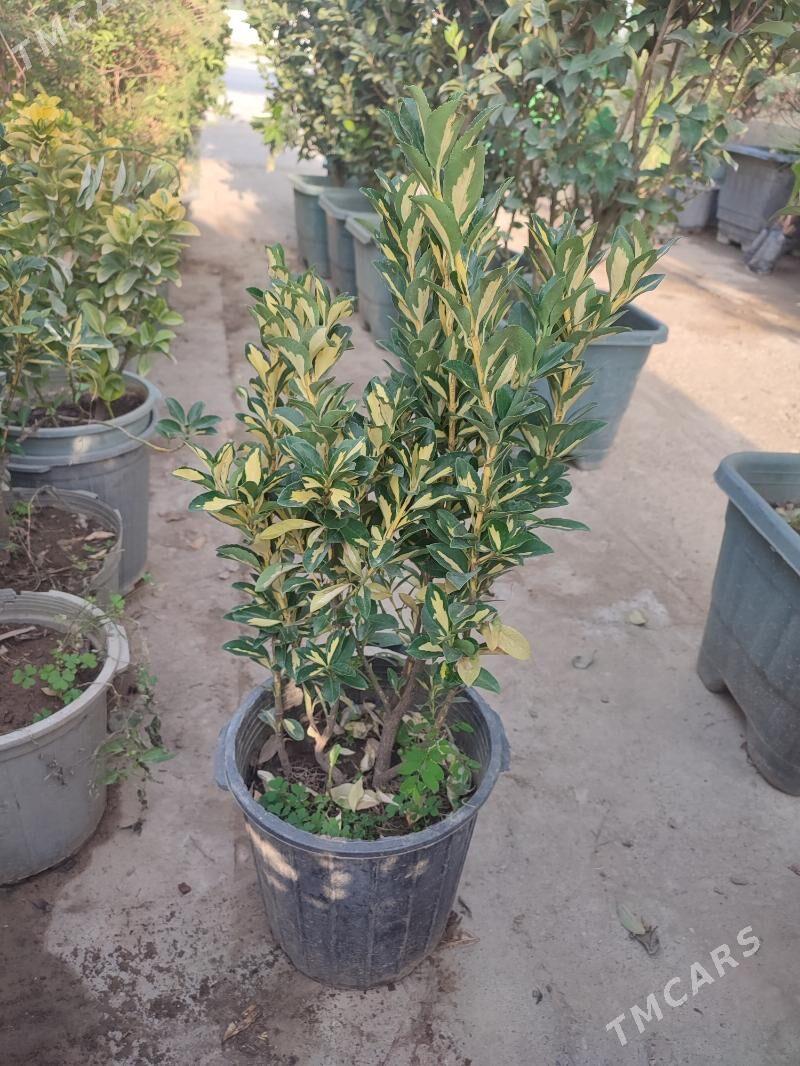 bereskilet forcina - Aşgabat - img 1