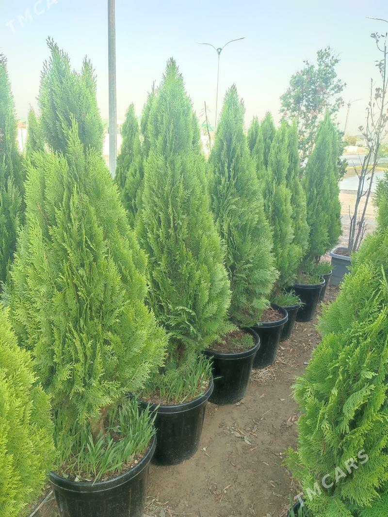 tuya piramidalny - Ашхабад - img 2