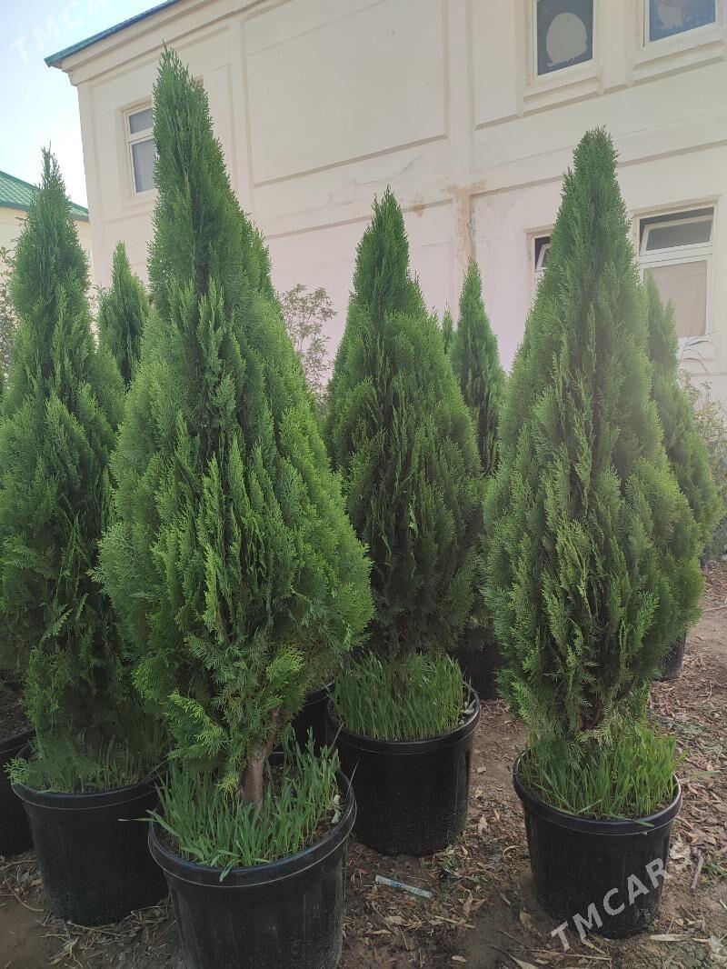 tuya piramidalny - Ашхабад - img 1