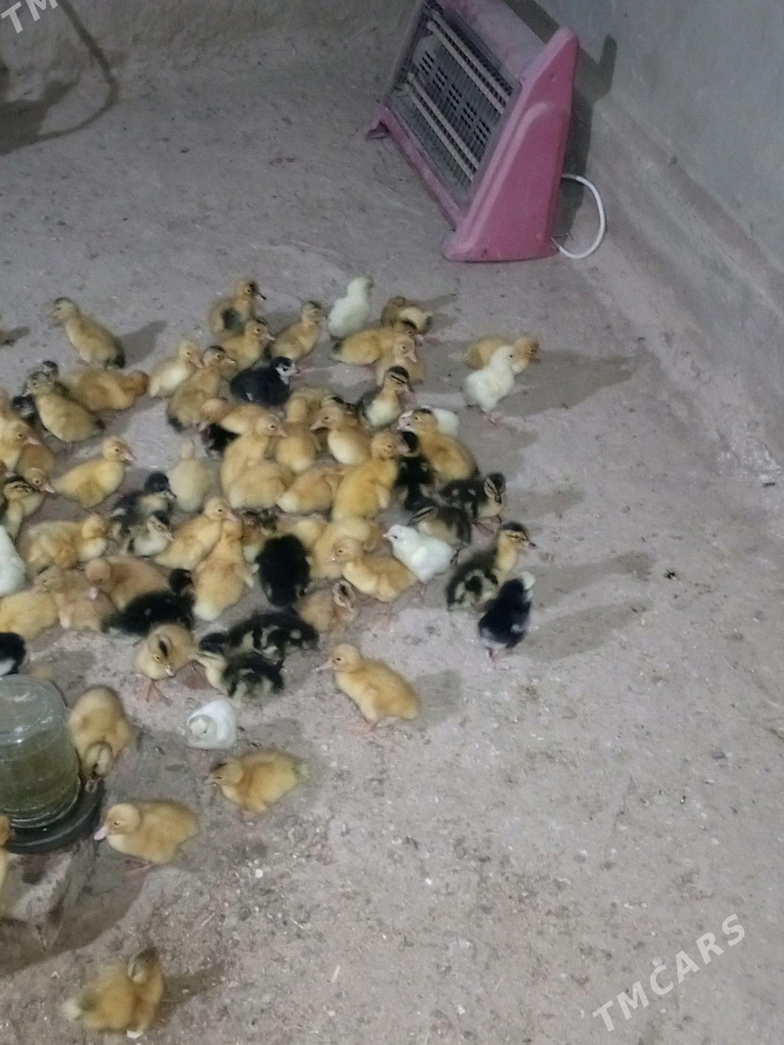 gak gak ördek - Murgap - img 1