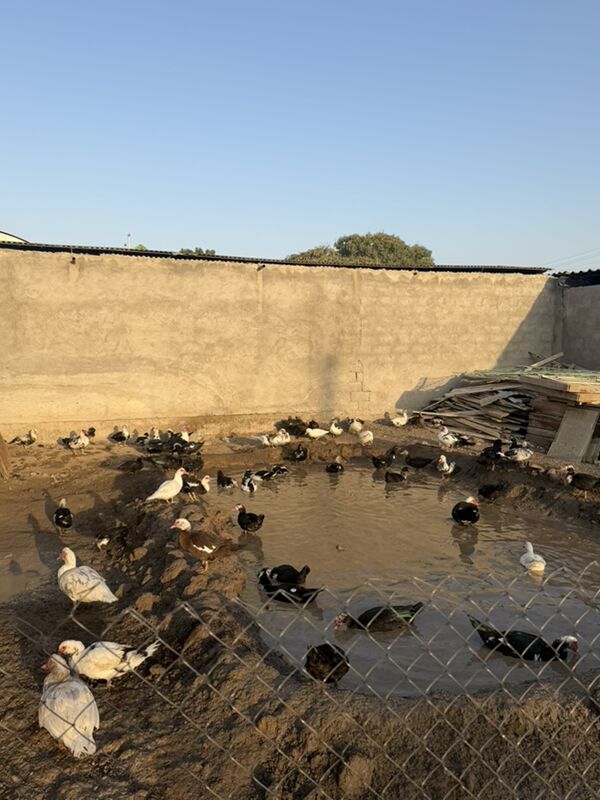 ordek juje  - Büzmeýin - img 6