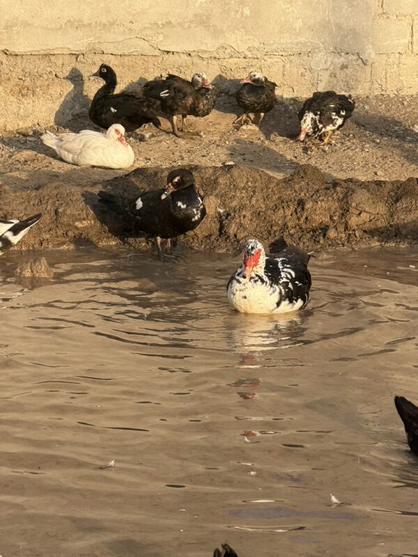 ordek juje  - Büzmeýin - img 9