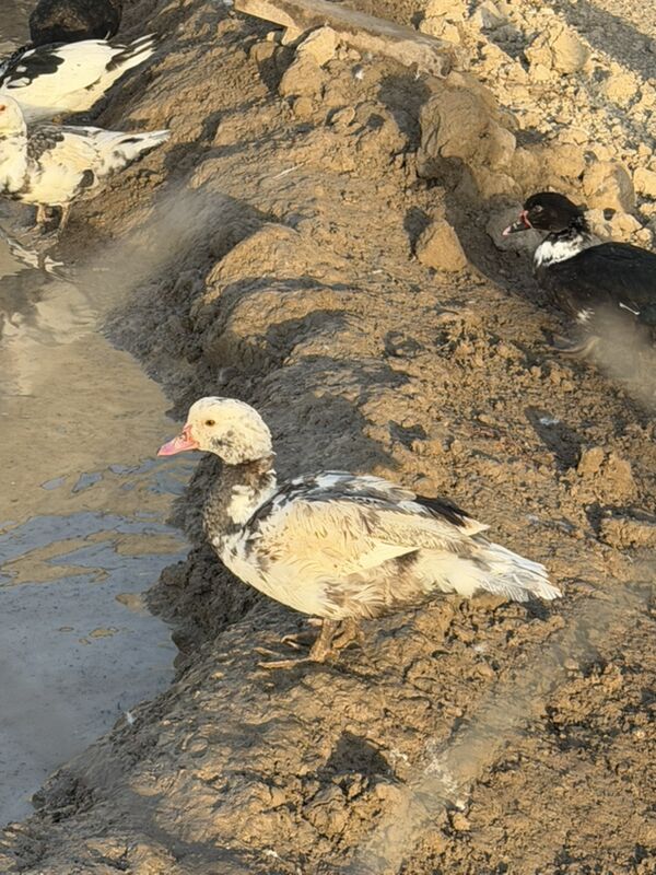 ordek juje  - Büzmeýin - img 5