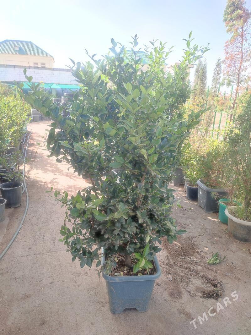 biryucina brucina bagy - Çoganly - img 3