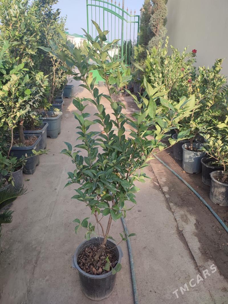 biryucina brucina bagy - Çoganly - img 1