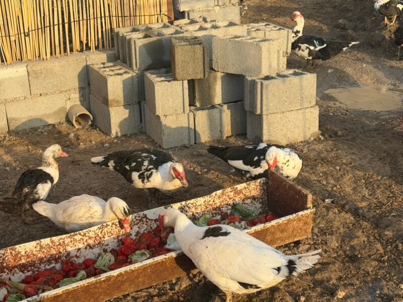 ordek juje  - Büzmeýin - img 8