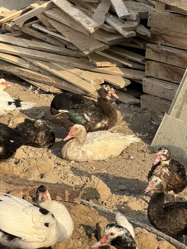 ordek juje  - Büzmeýin - img 7