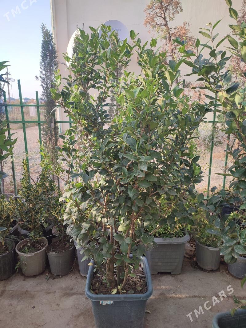 biryucina brucina bagy - Çoganly - img 2