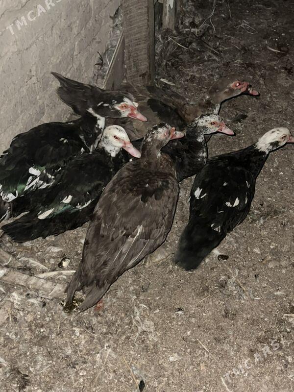 ördek - Туркменабат - img 1