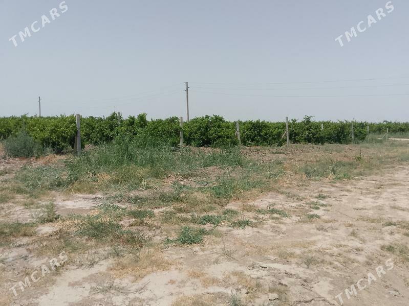 uzim gekdar - Гёкдже - img 2