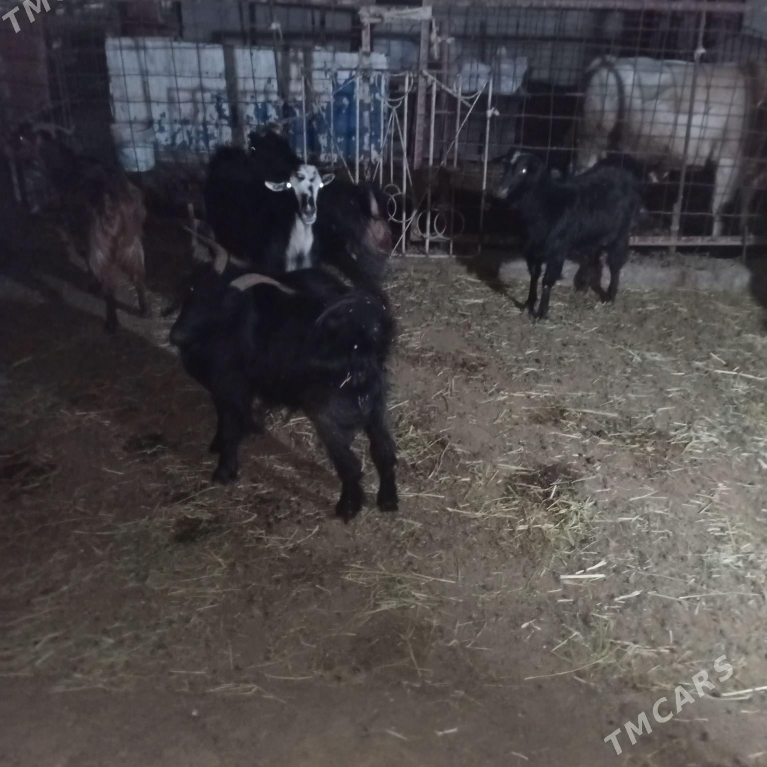 Geci - Bäherden - img 1