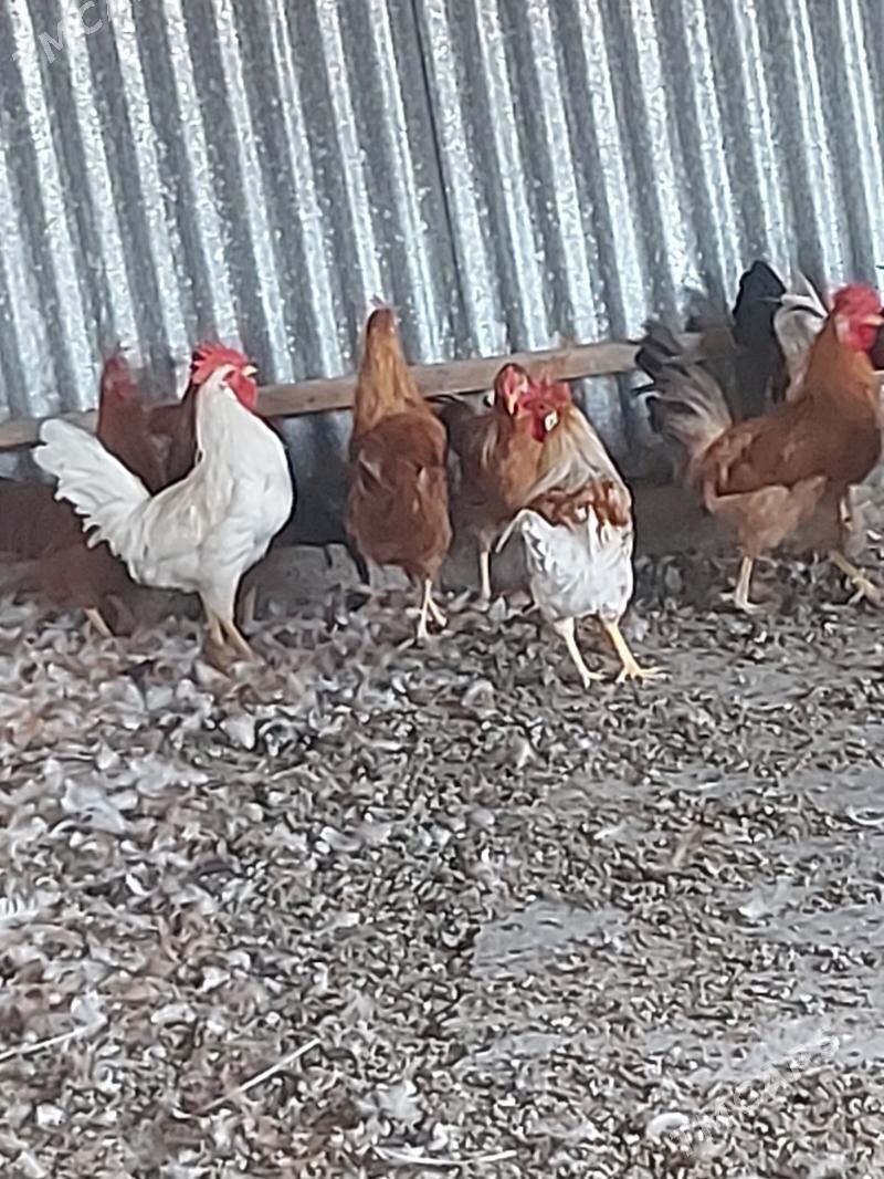 HORAZ - Сакарчага - img 1