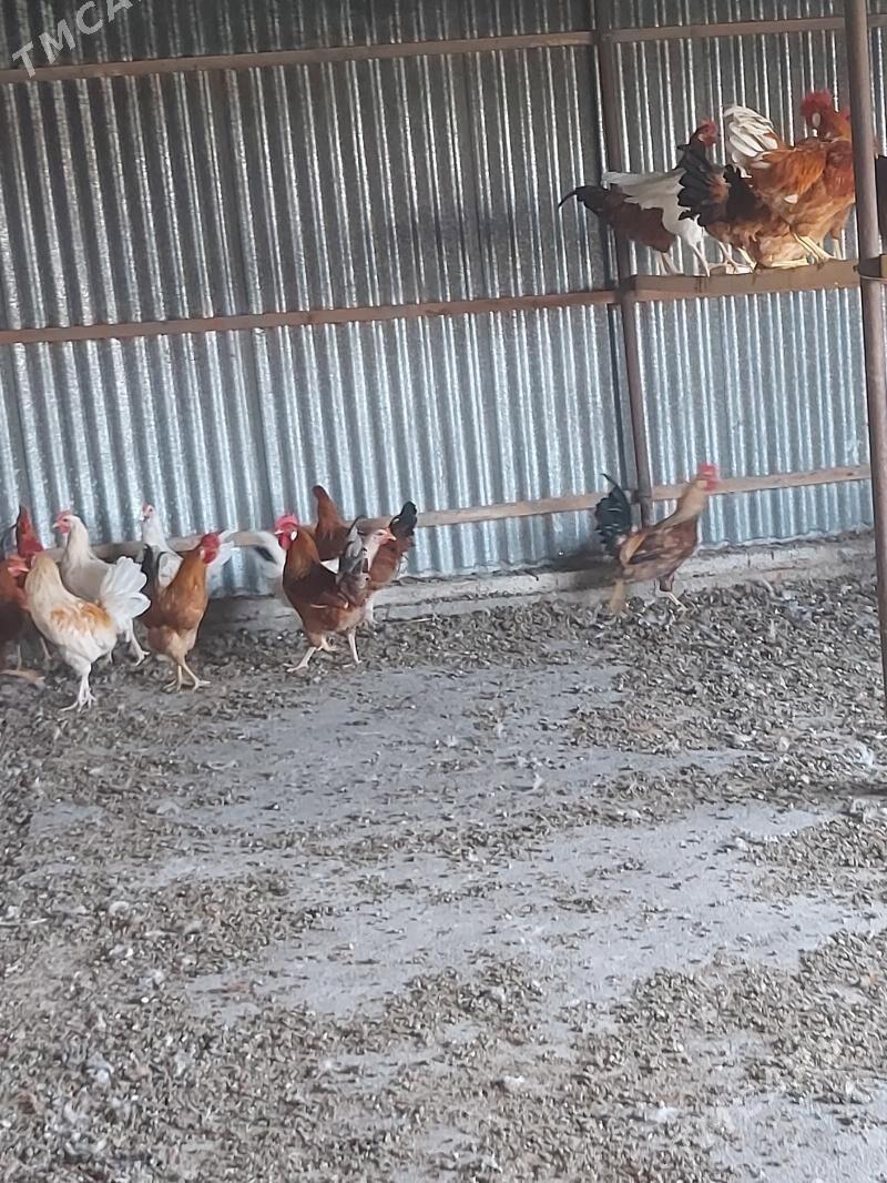 HORAZ - Сакарчага - img 2