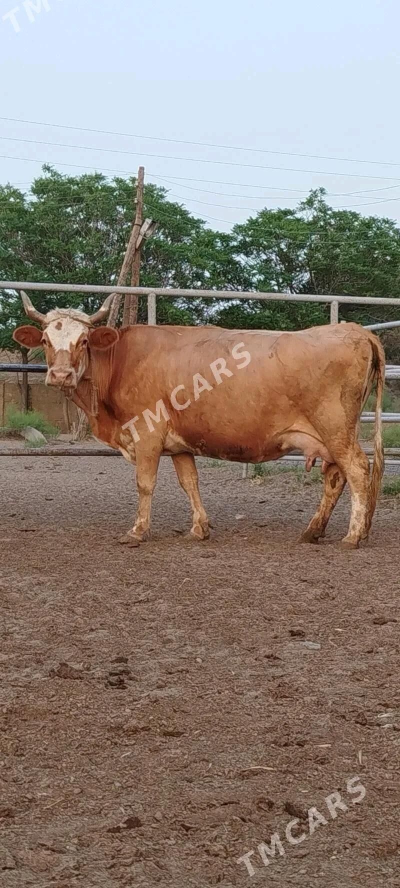 Simental sygyr - Мары - img 6