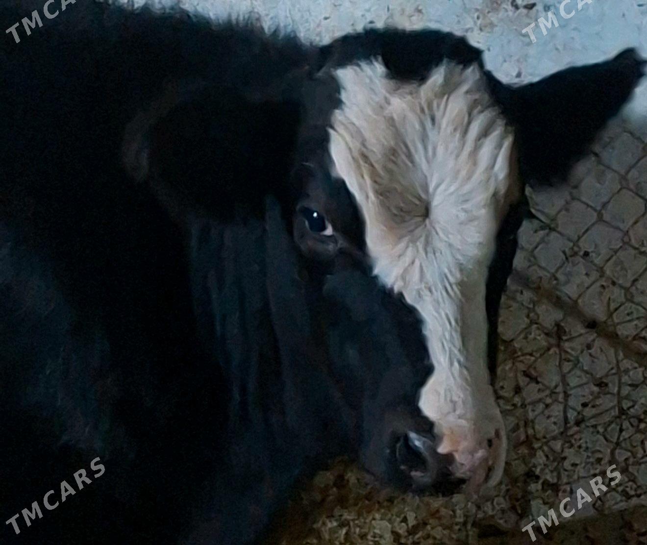 simental okuz - Рухабат (90-й разьезд) - img 2