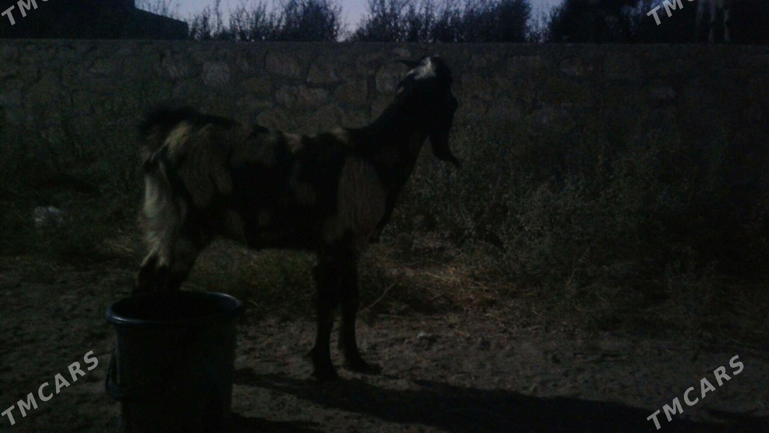 Пакистан Чебиш - Kerki - img 2