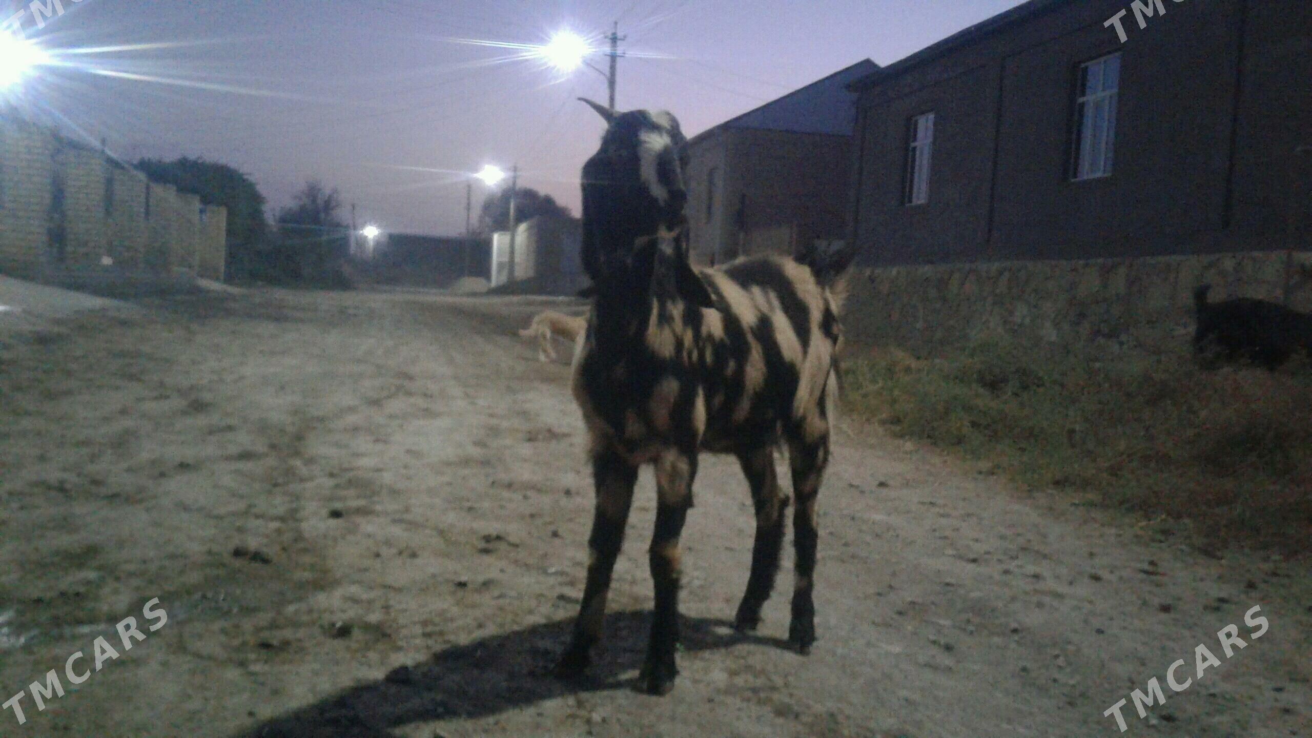 Пакистан Чебиш - Kerki - img 1