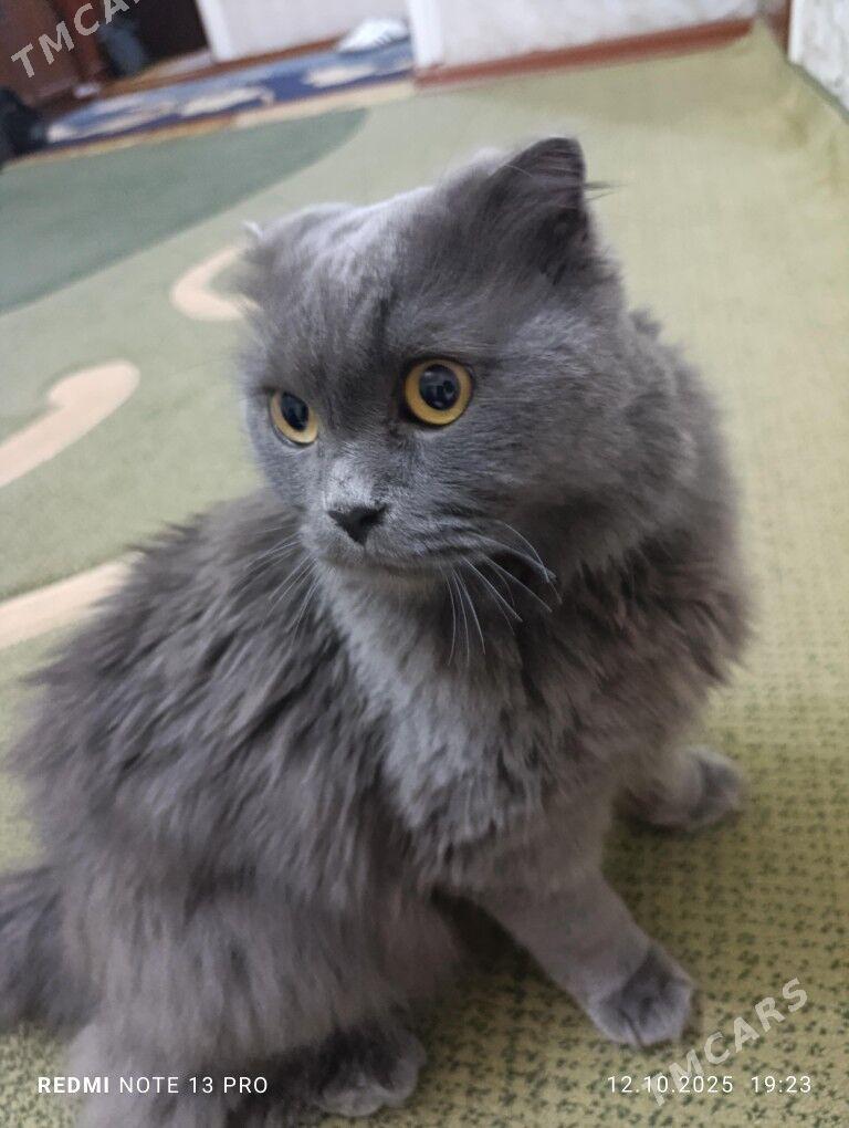 Шотландский кошка - Гаудан "В" - img 2