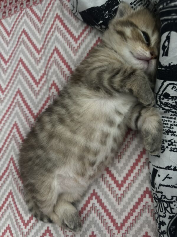 вислоухие котята - 11 мкр - img 10