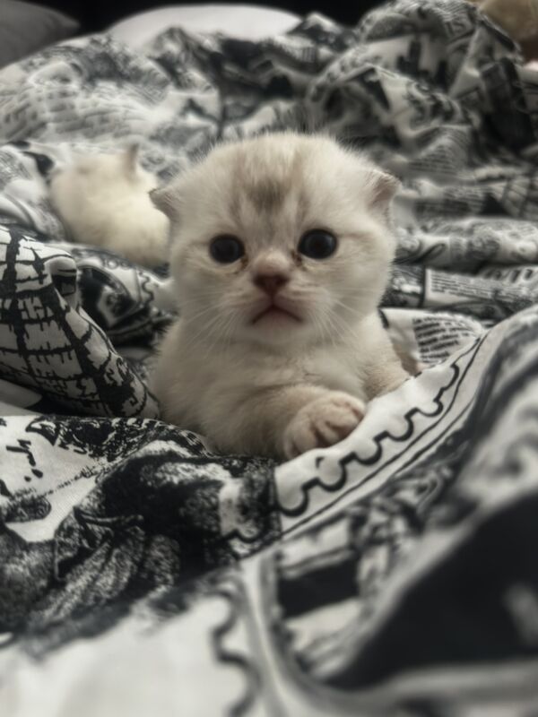 вислоухие котята - 11 мкр - img 6