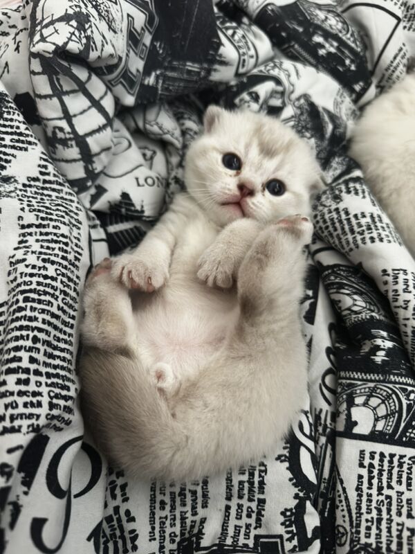 вислоухие котята - 11 мкр - img 8