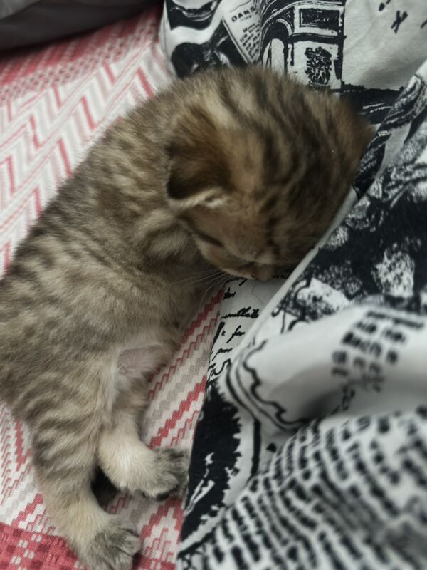 вислоухие котята - 11 мкр - img 9