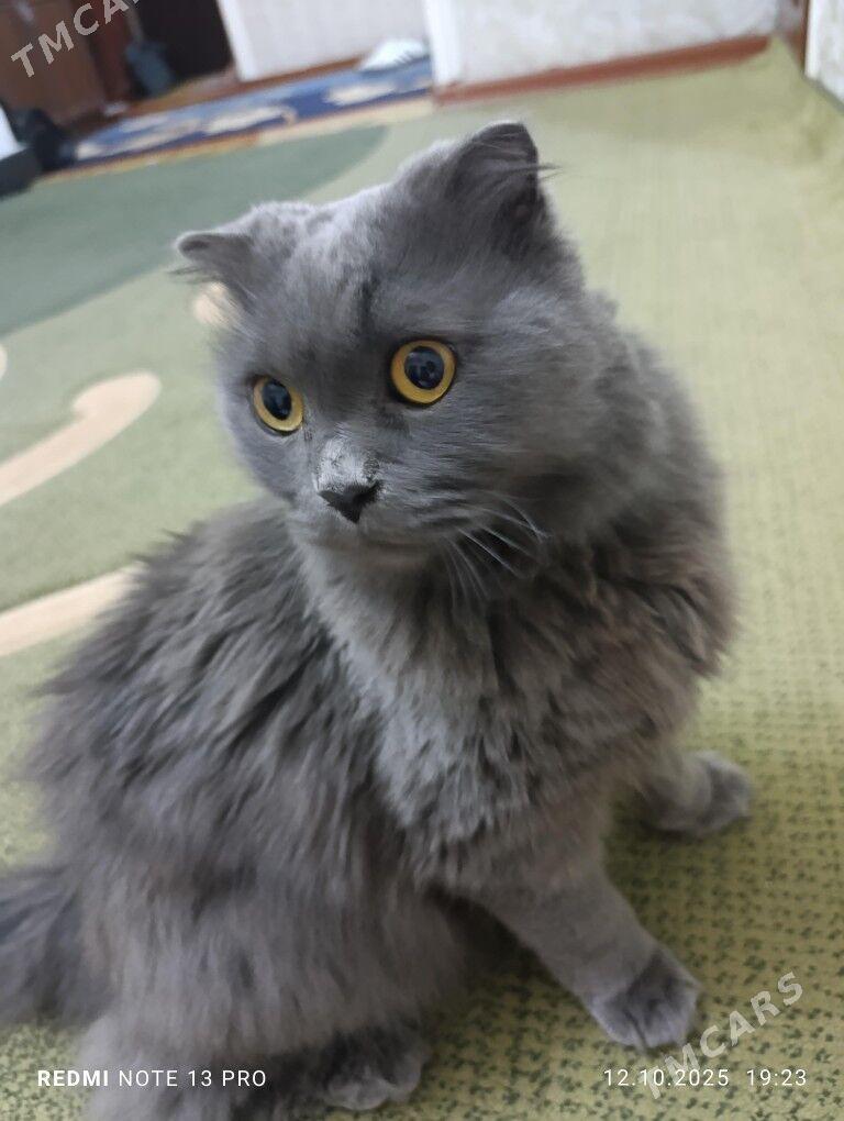 Шотландский кошка - Гаудан "В" - img 3