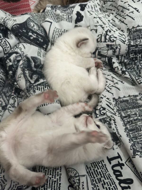 вислоухие котята - 11 мкр - img 7