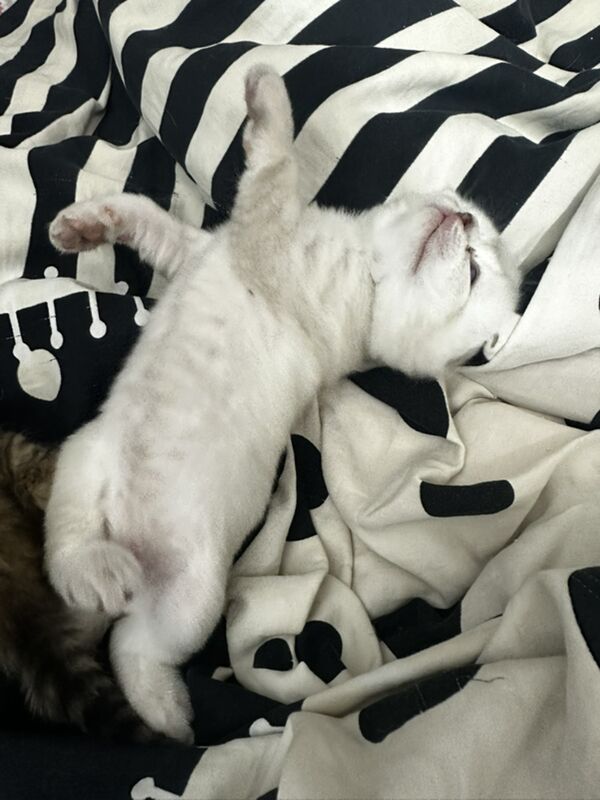 вислоухие котята - 11 мкр - img 5