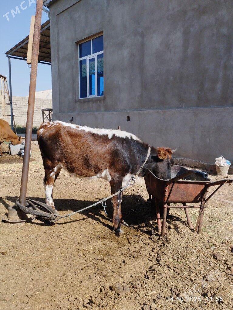 Gòleli sygyr - Tejen - img 2