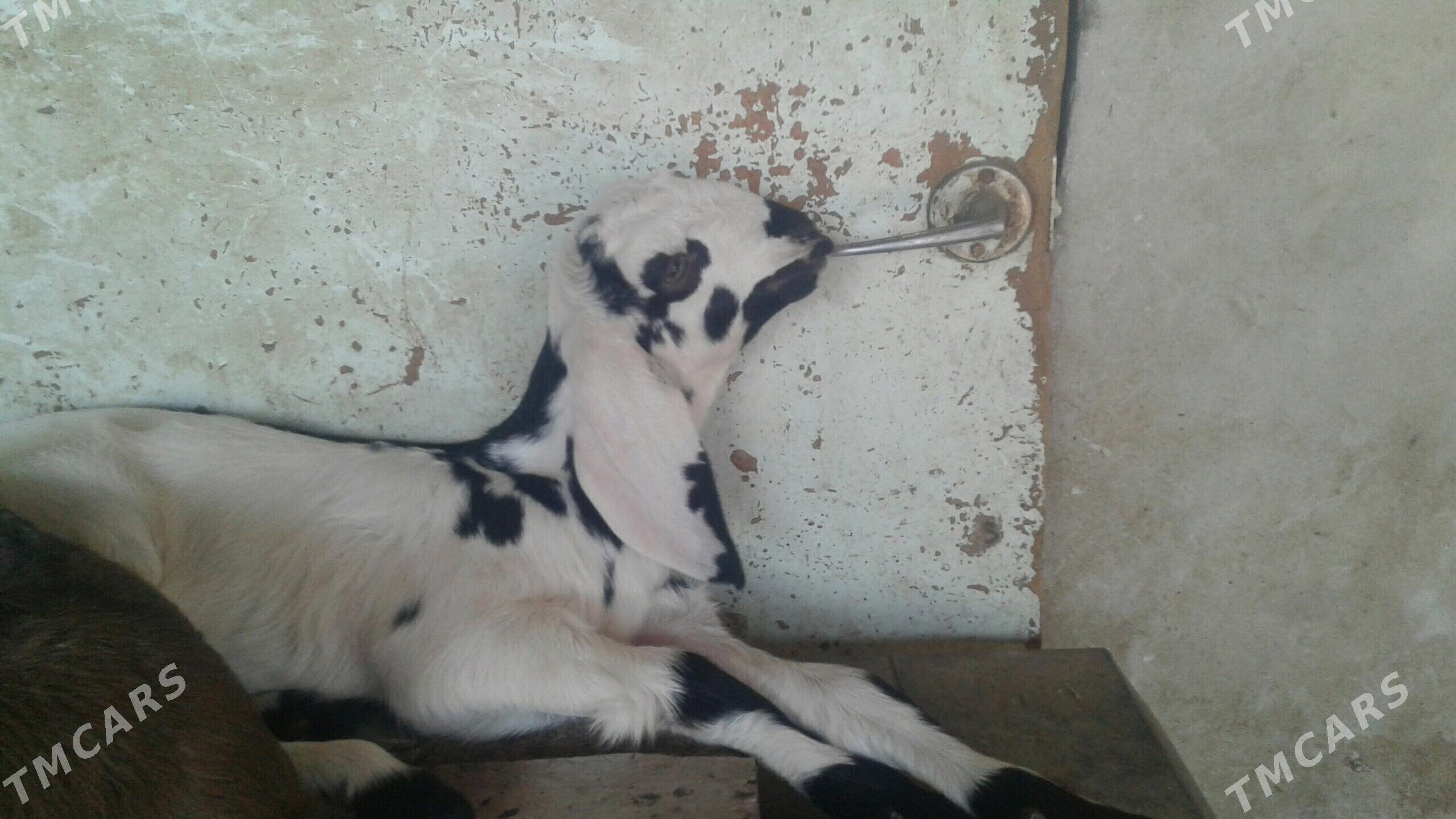 Пакистан овлажык - Kerki - img 3