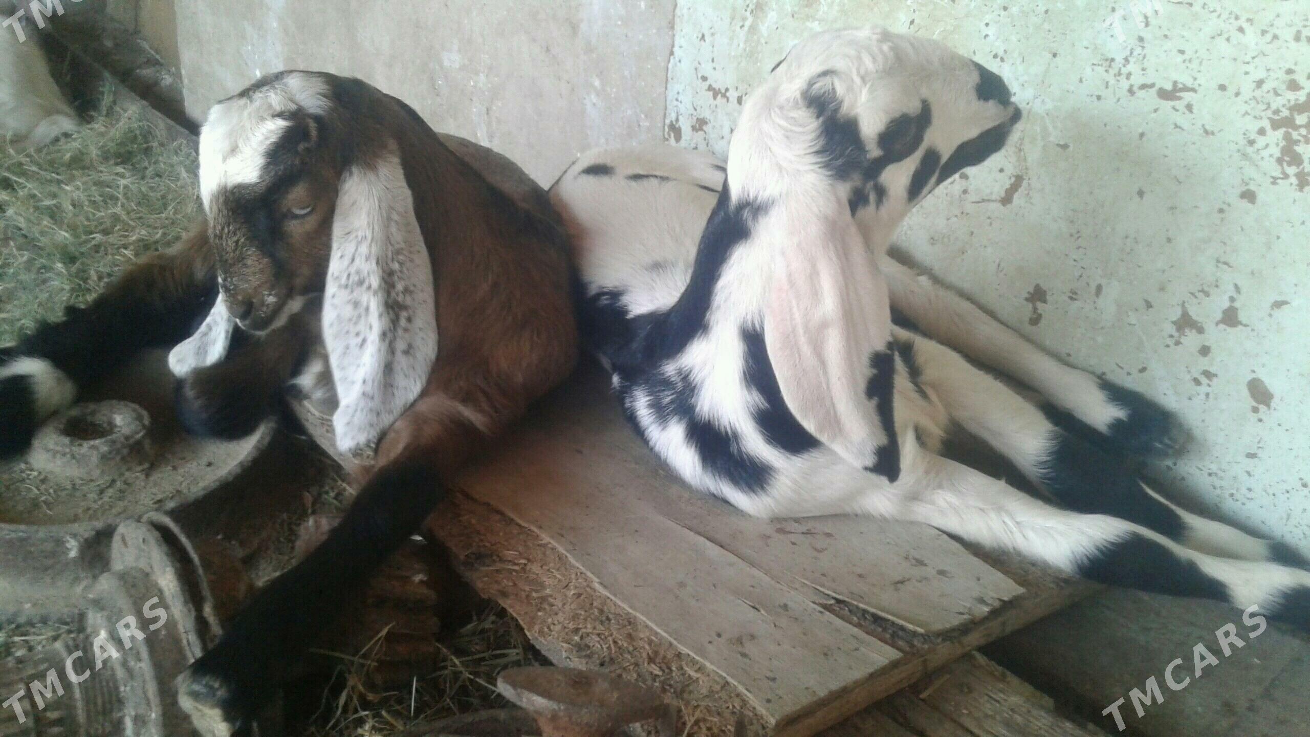 Пакистан овлажык - Kerki - img 2