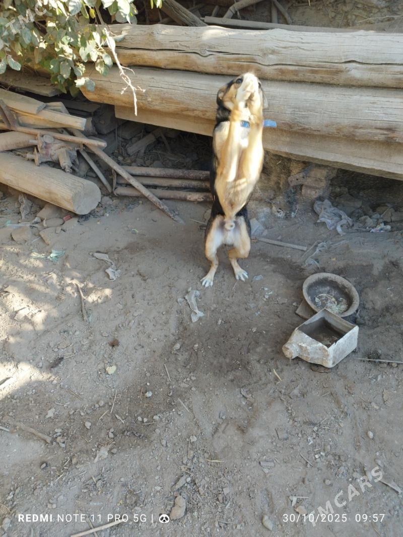 govja it - Görogly (Tagta) - img 2