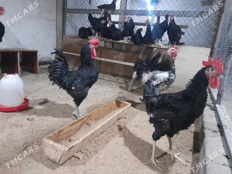 gigant - Ашхабад - img 1